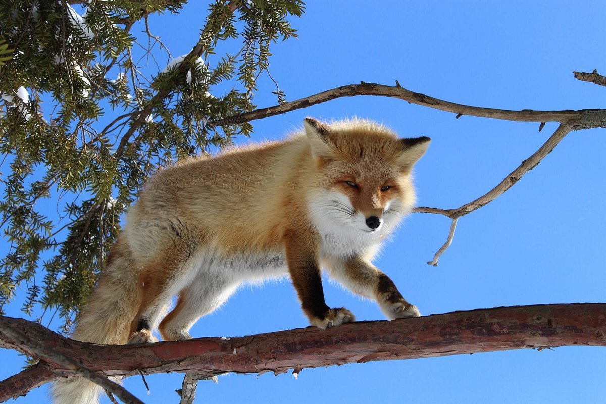 🦊 북방여우 목장(키타키츠네 보쿠조)